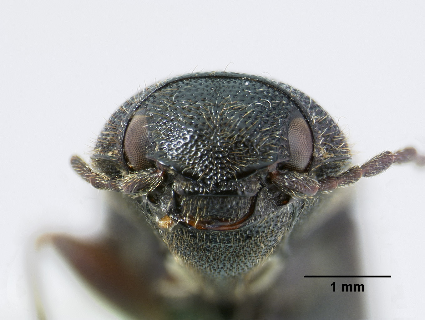 Agriotes porosus image