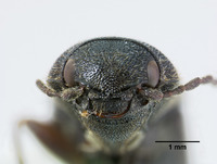 Agriotes porosus image