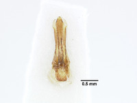 Agriotes porosus image