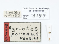 Agriotes porosus image