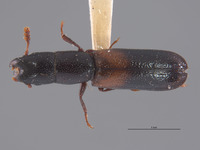 Nemosoma punctatum image