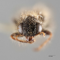 Hydnocera quadrimaculata image