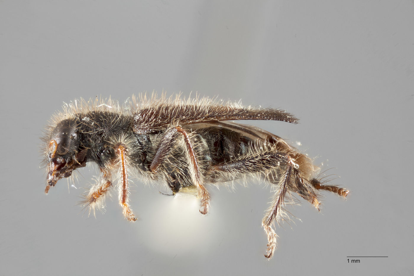 Hydnocera quadrimaculata image