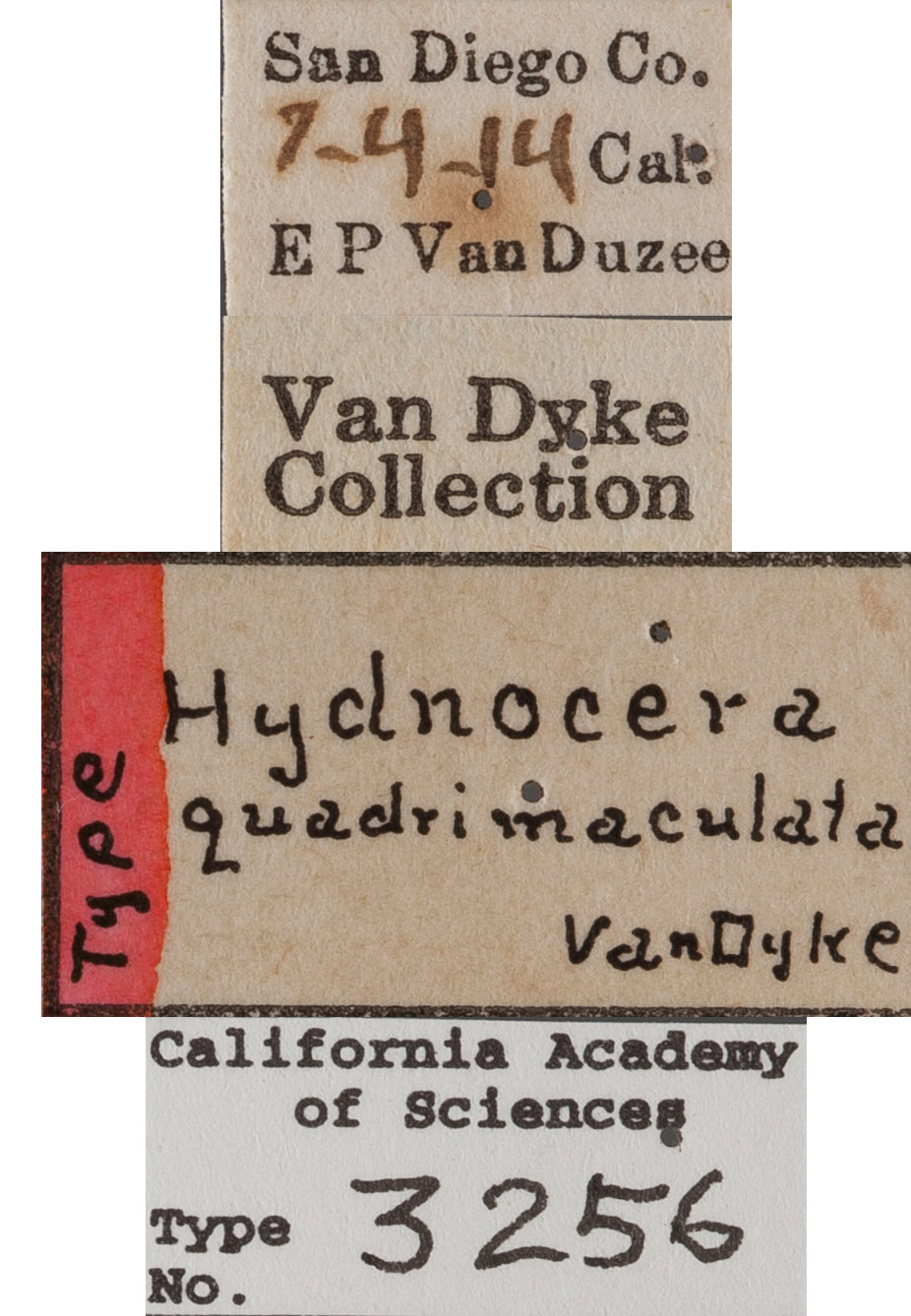 Hydnocera quadrimaculata image