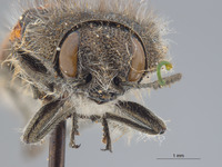 Acmaeodera (Acmaeodera) image