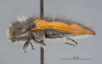 Acmaeodera (Acmaeodera) image