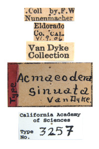 Acmaeodera (Acmaeodera) image