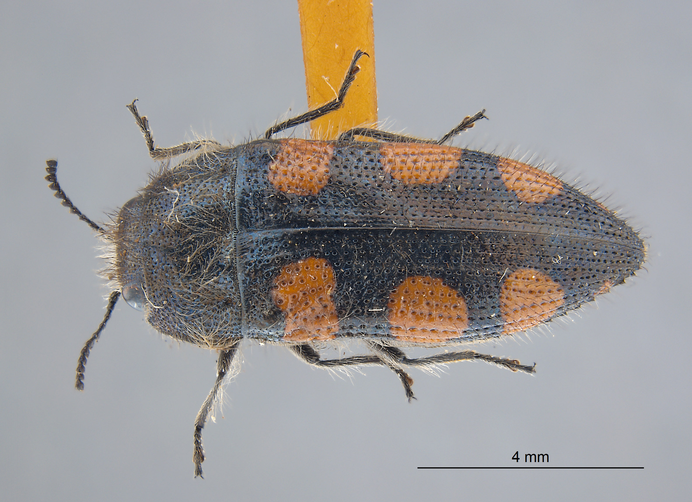 Acmaeodera sinuata sexnotata image