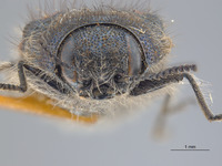 Acmaeodera (Acmaeodera) image
