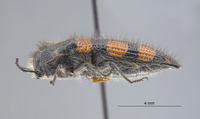 Acmaeodera (Acmaeodera) image
