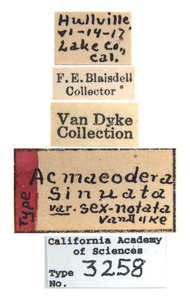 Acmaeodera (Acmaeodera) image