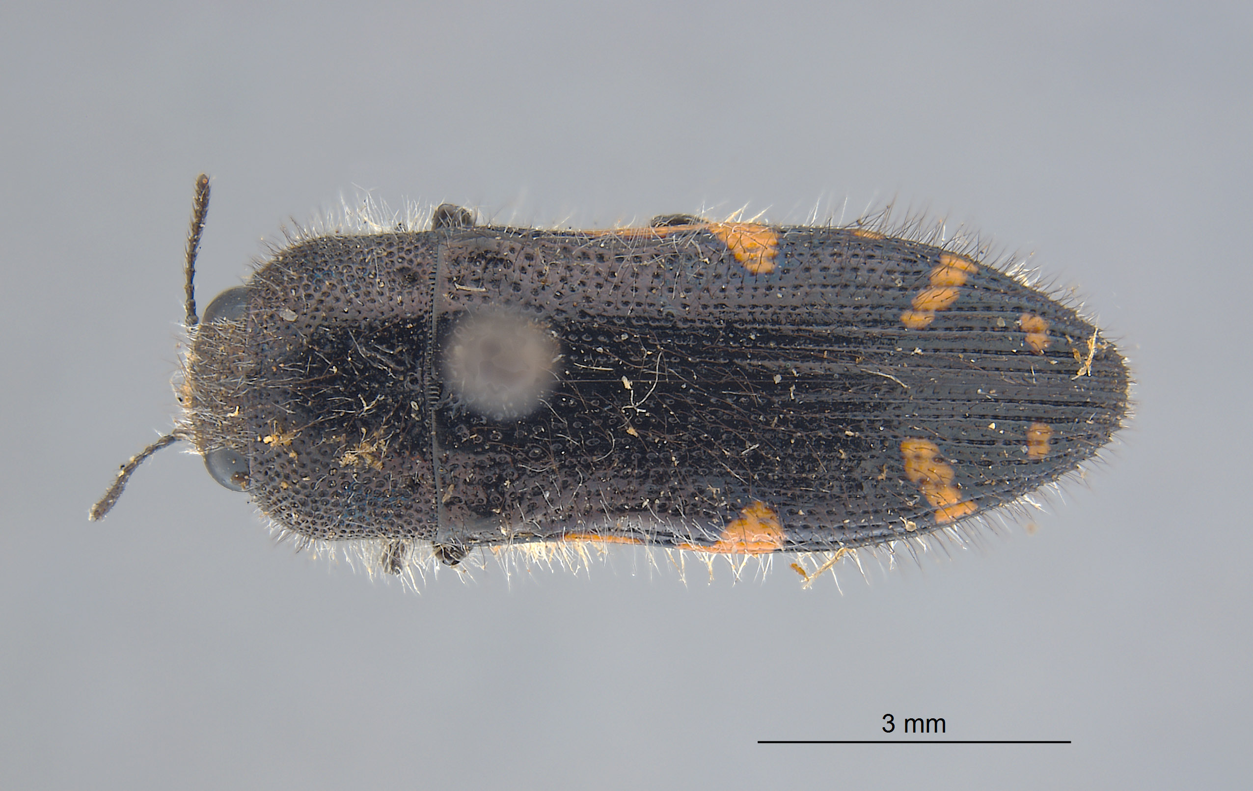 Acmaeodera wenzeli image