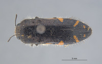 Acmaeodera (Acmaeodera) image