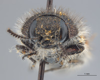 Acmaeodera (Acmaeodera) image