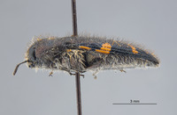 Acmaeodera (Acmaeodera) image