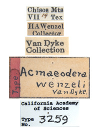Acmaeodera (Acmaeodera) image