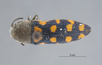 Acmaeodera (Acmaeodera) image