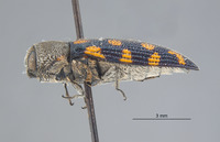 Acmaeodera (Acmaeodera) image