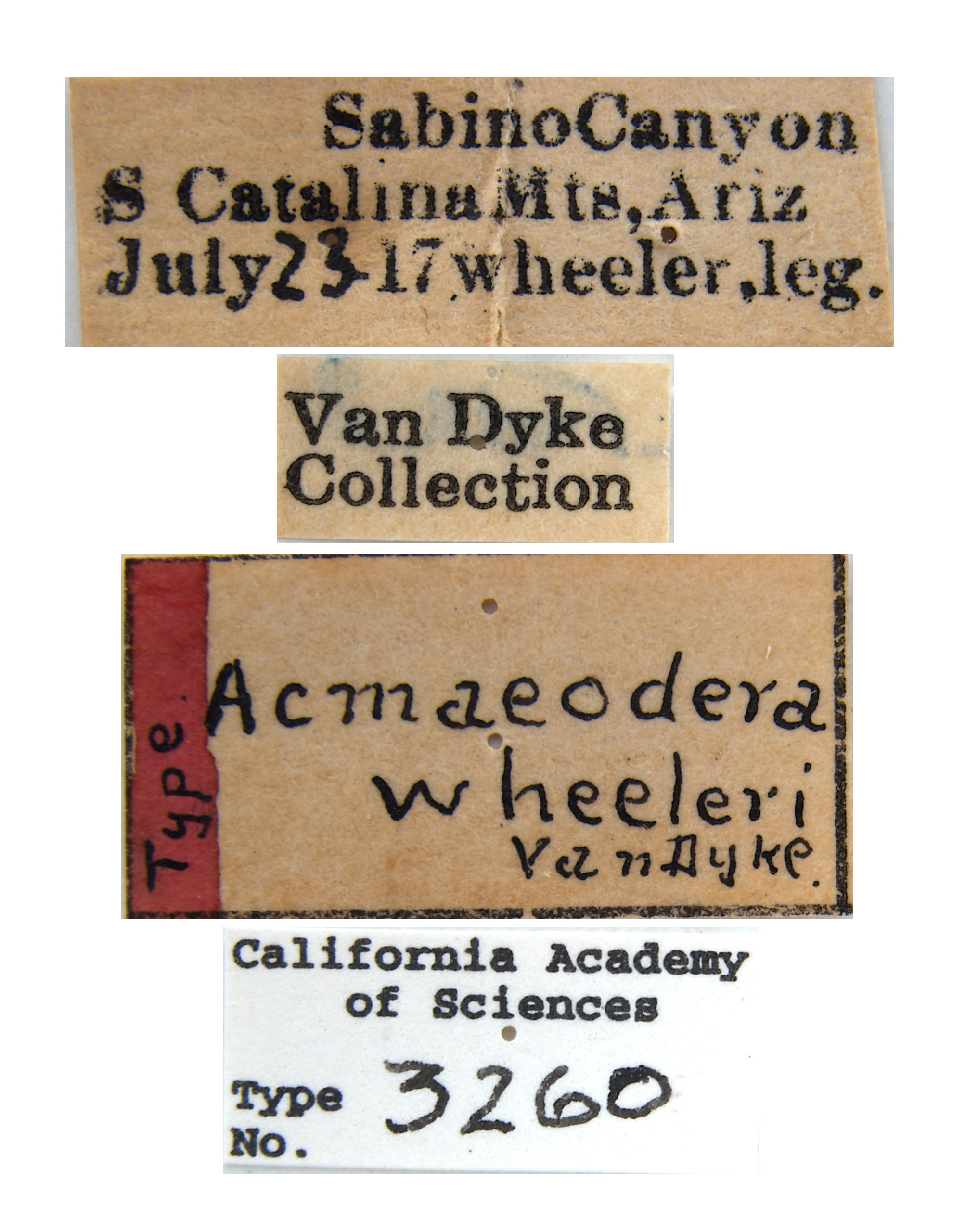 Acmaeodera wheeleri image