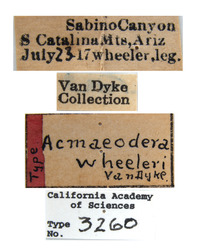 Acmaeodera (Acmaeodera) image