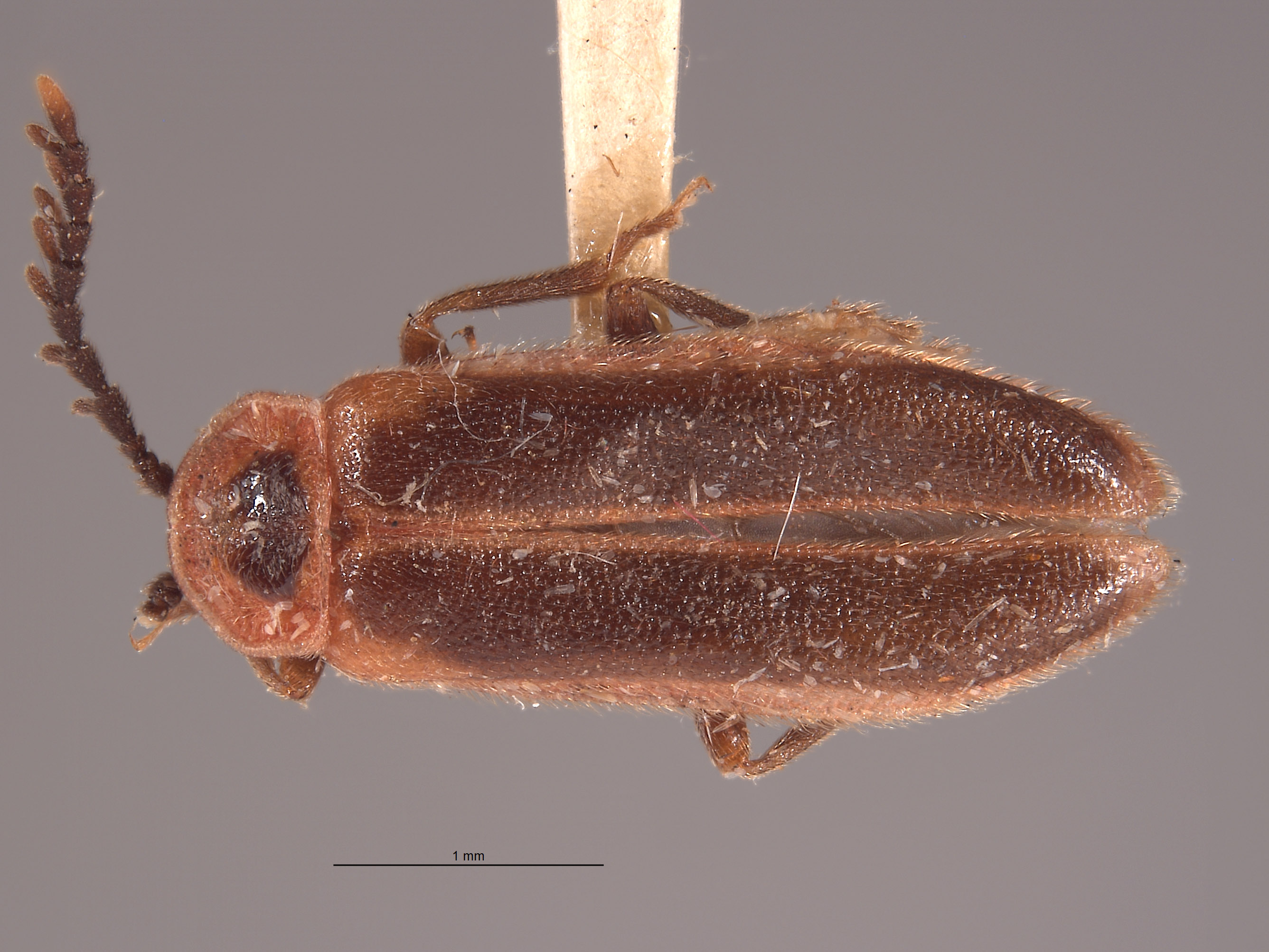 Ginglymocladus discoidea image