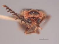 Ginglymocladus discoidea image