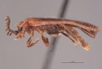 Ginglymocladus discoidea image