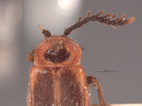 Ginglymocladus discoidea image