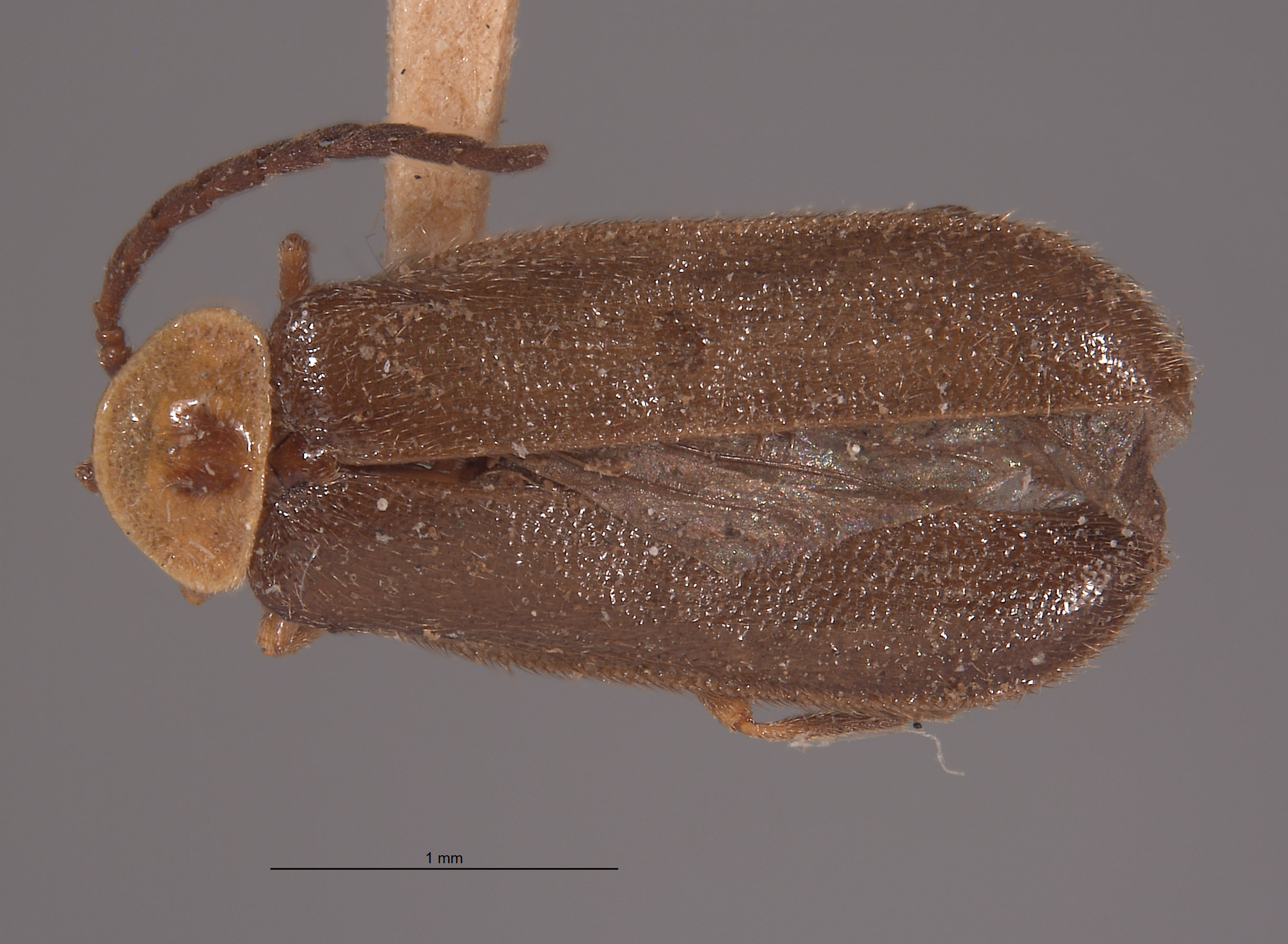 Ginglymocladus luteicollis image