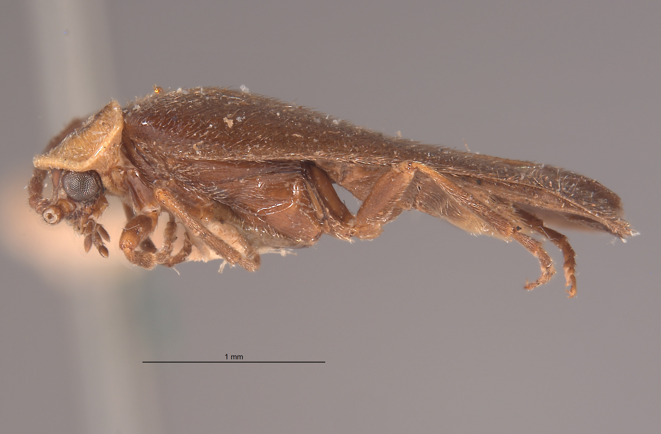 Ginglymocladus luteicollis image