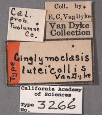 Ginglymocladus luteicollis image