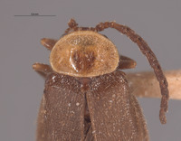 Ginglymocladus luteicollis image