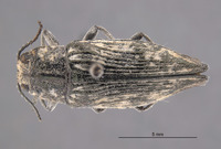 Poecilonota bridwelli image