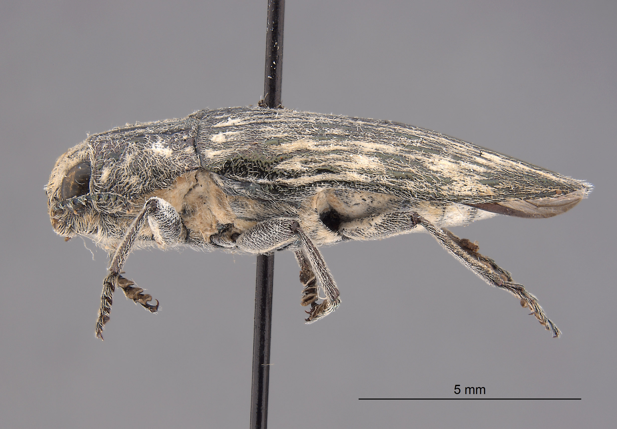 Poecilonota bridwelli image