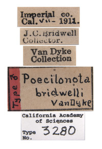 Image of Poecilonota bridwelli