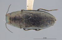 Melanophila californica image