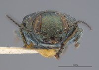 Melanophila californica image