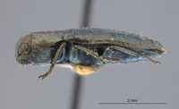 Image of Melanophila californica