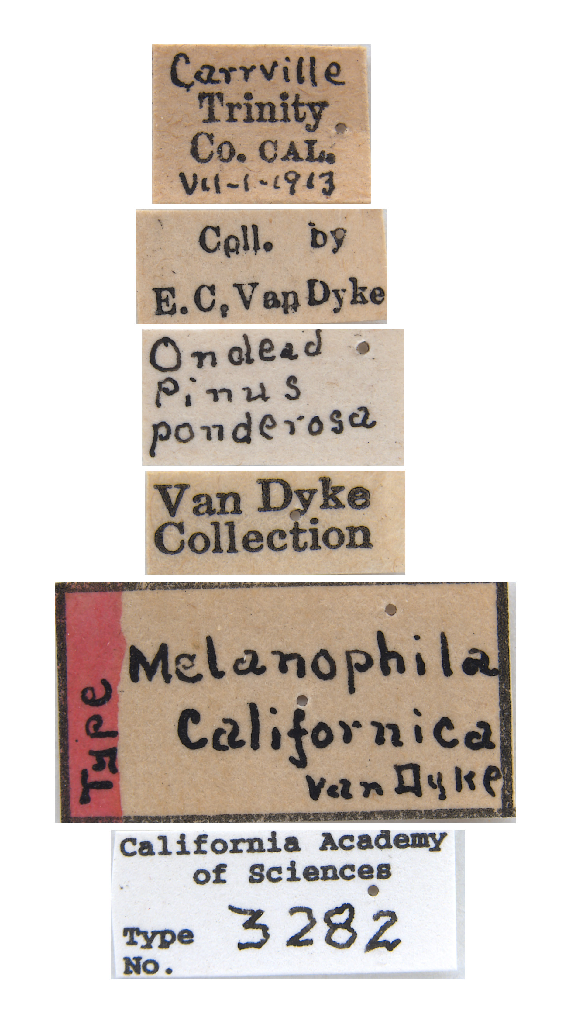 Melanophila californica image