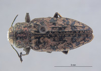 Chrysobothris falli image