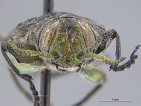 Chrysobothris falli image