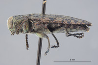 Chrysobothris falli image