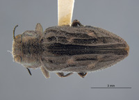 Chrysobothris bacchari image
