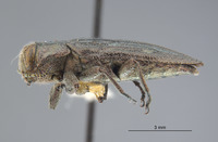 Chrysobothris bacchari image