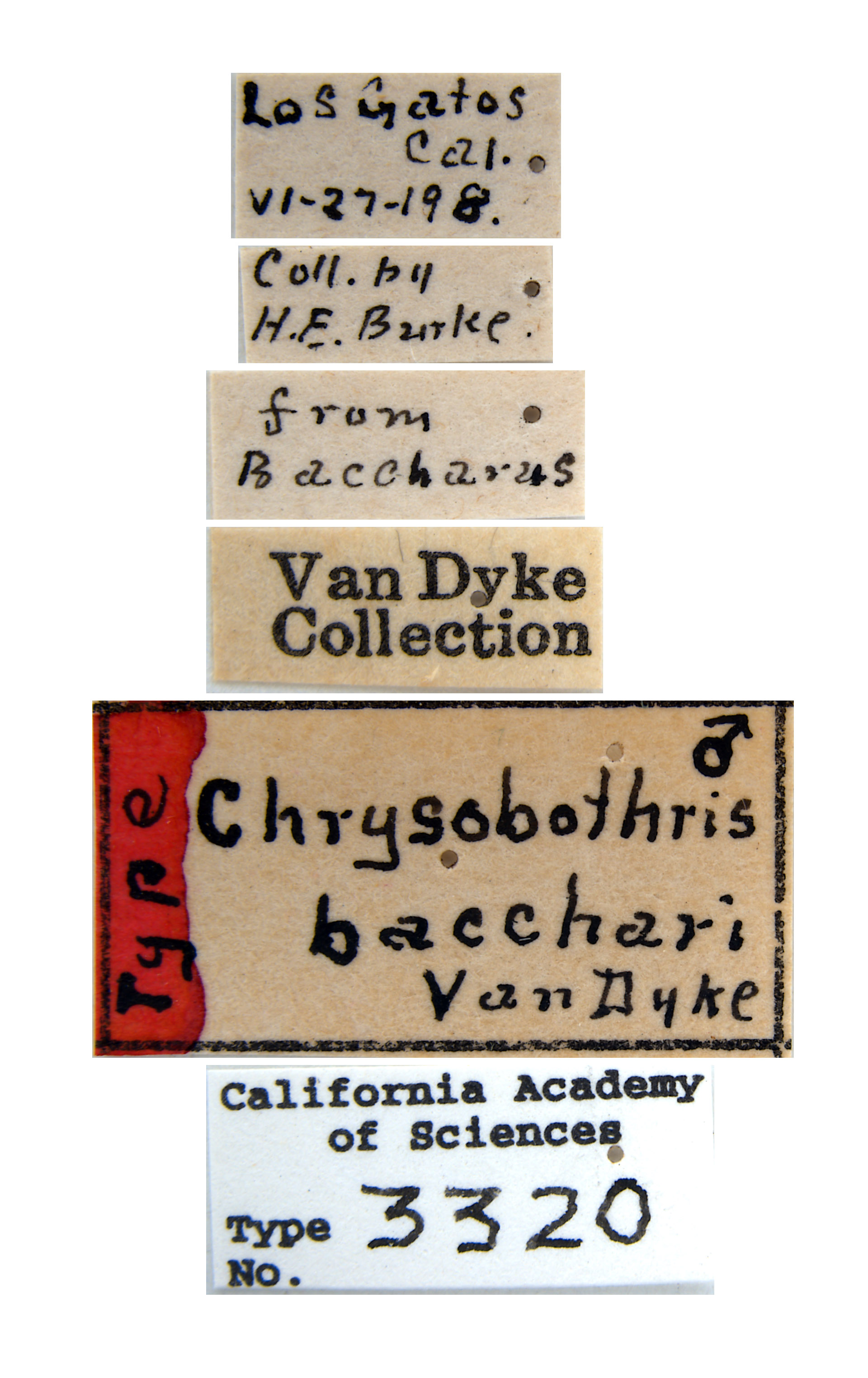 Chrysobothris bacchari image