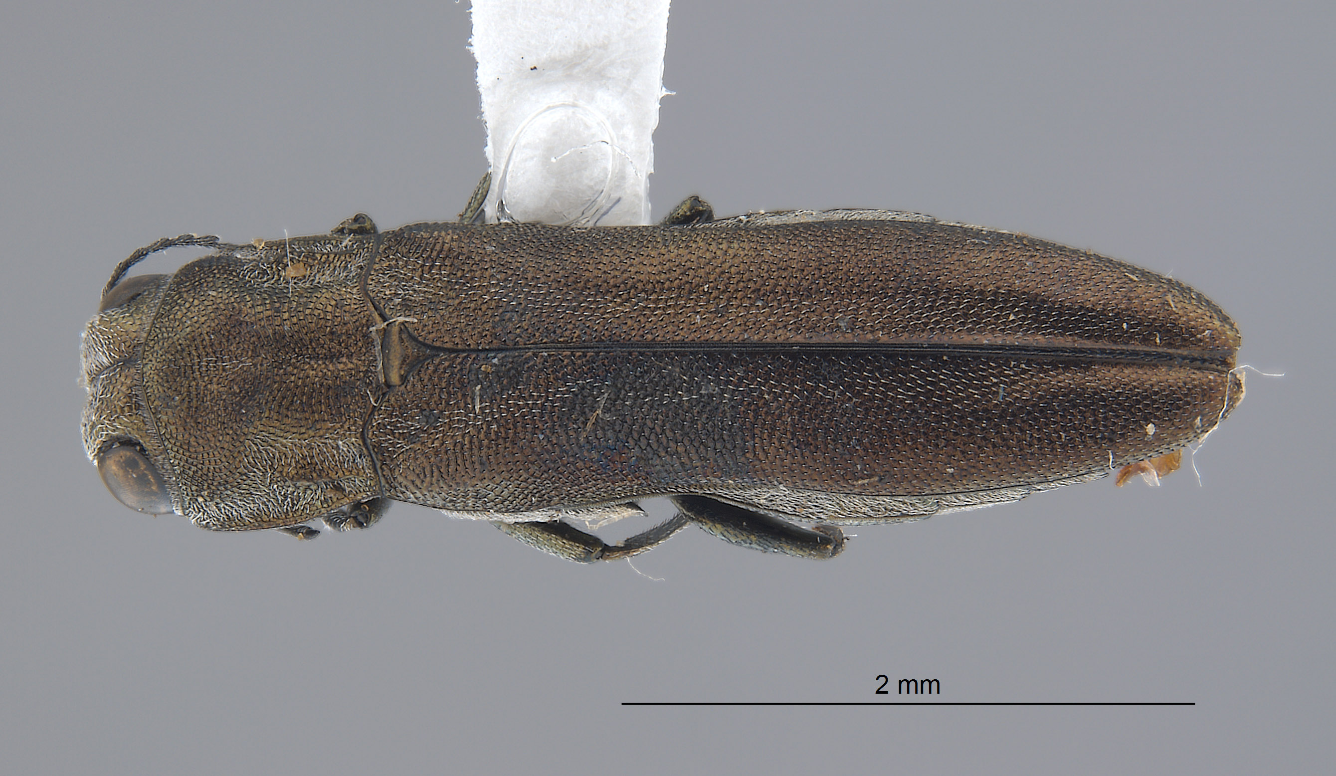 Agrilus sierrae image