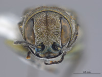 Agrilus (Agrilus) image