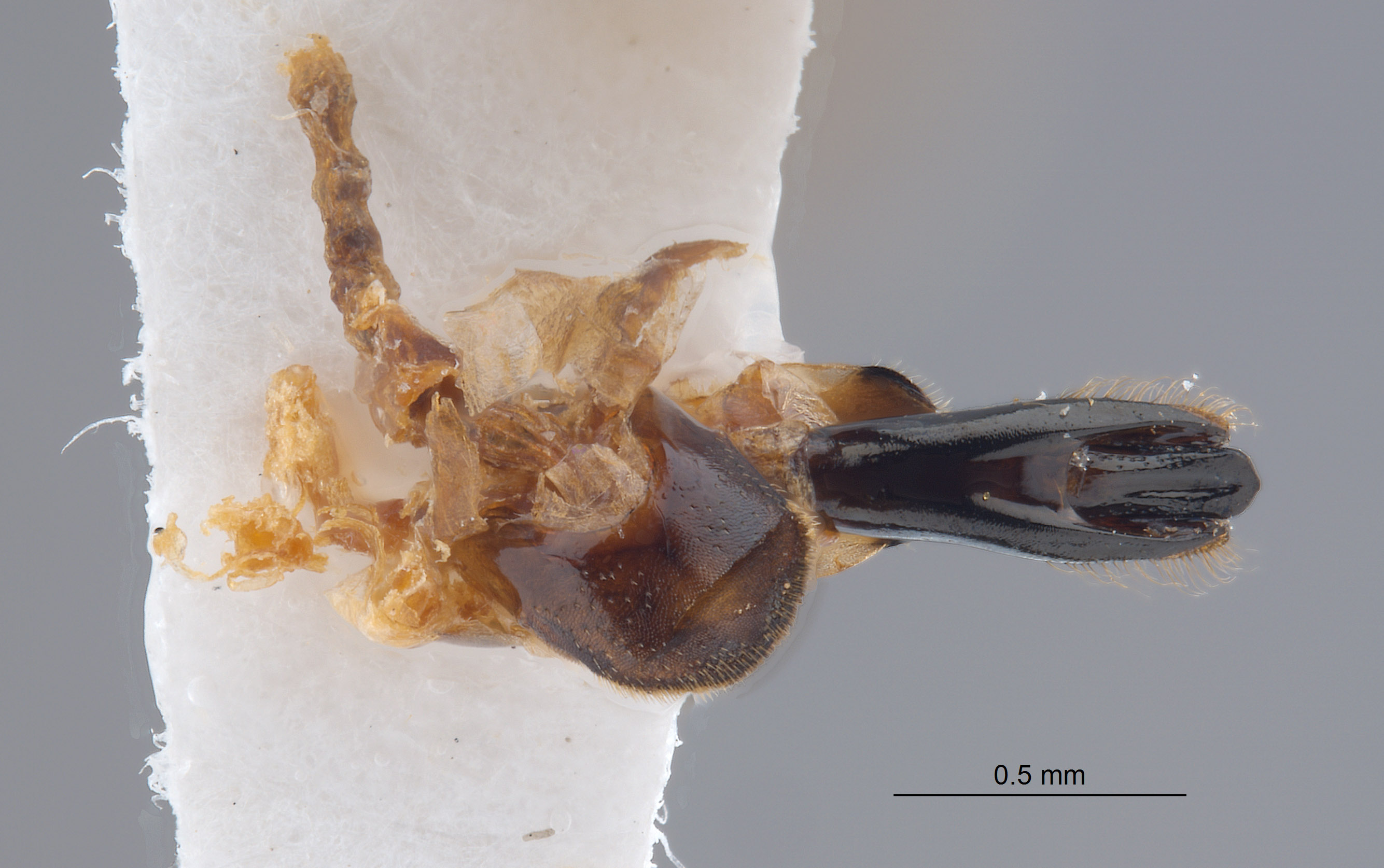 Agrilus sierrae image