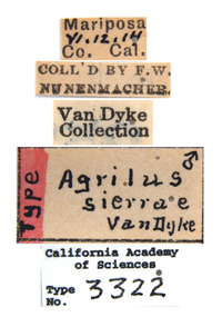 Agrilus sierrae image