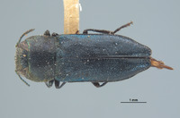 Anthaxia sublaevis image